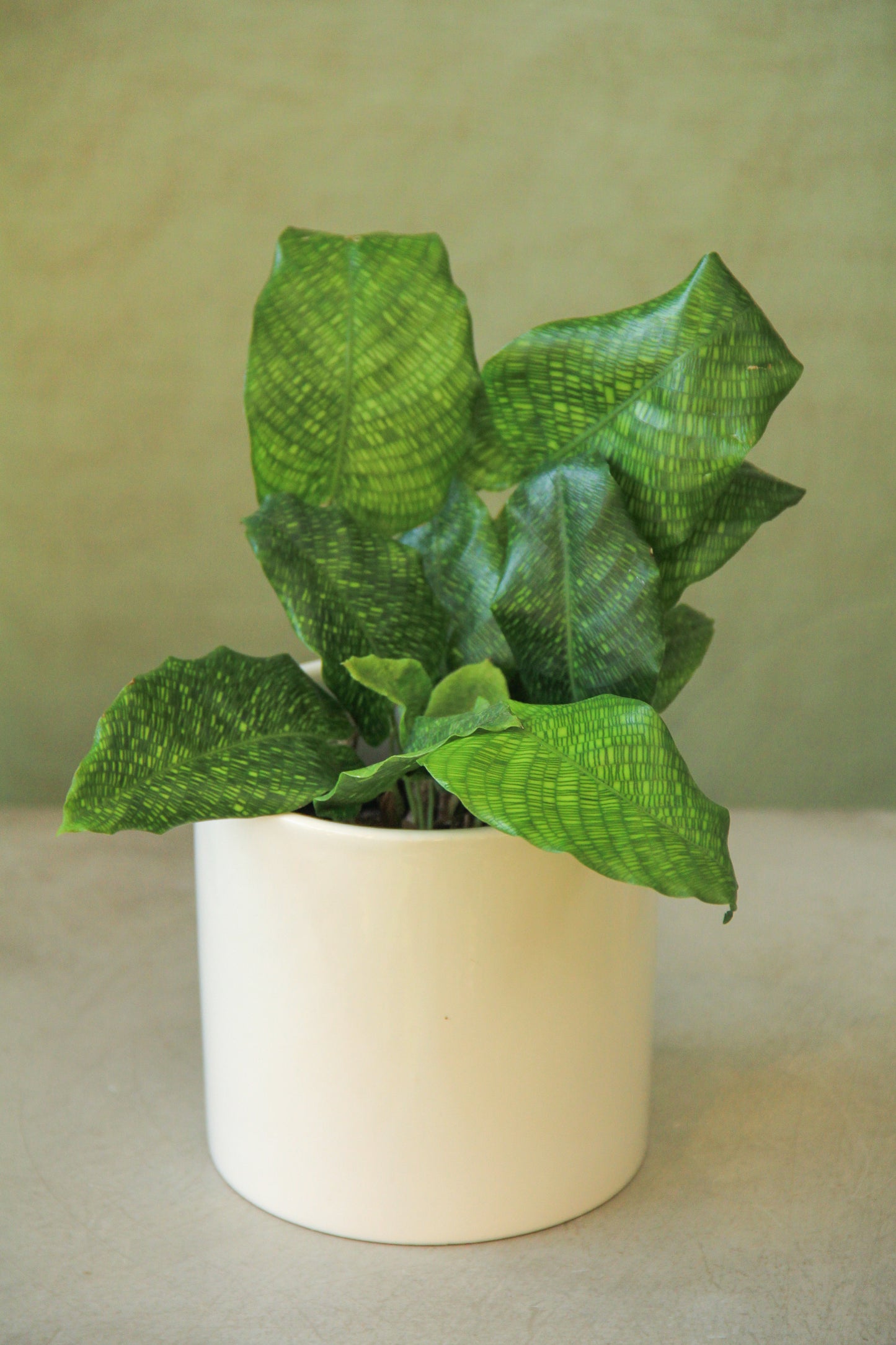 3.5" Network Calathea