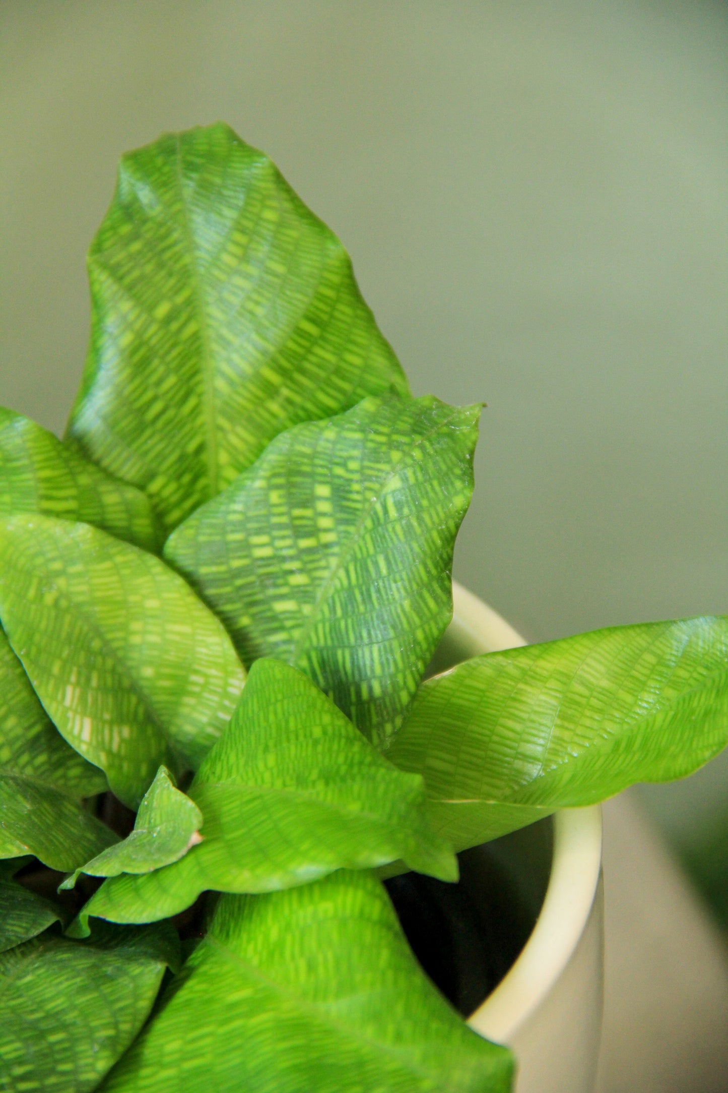 3.5" Network Calathea