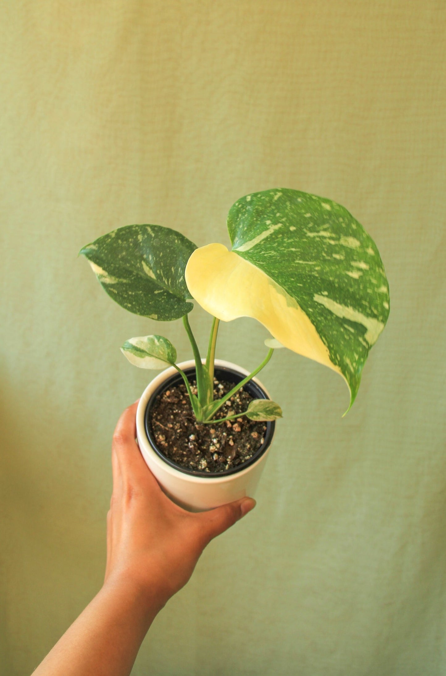 3.5”/4" Monstera Deliciosa 'Thai Constellation'