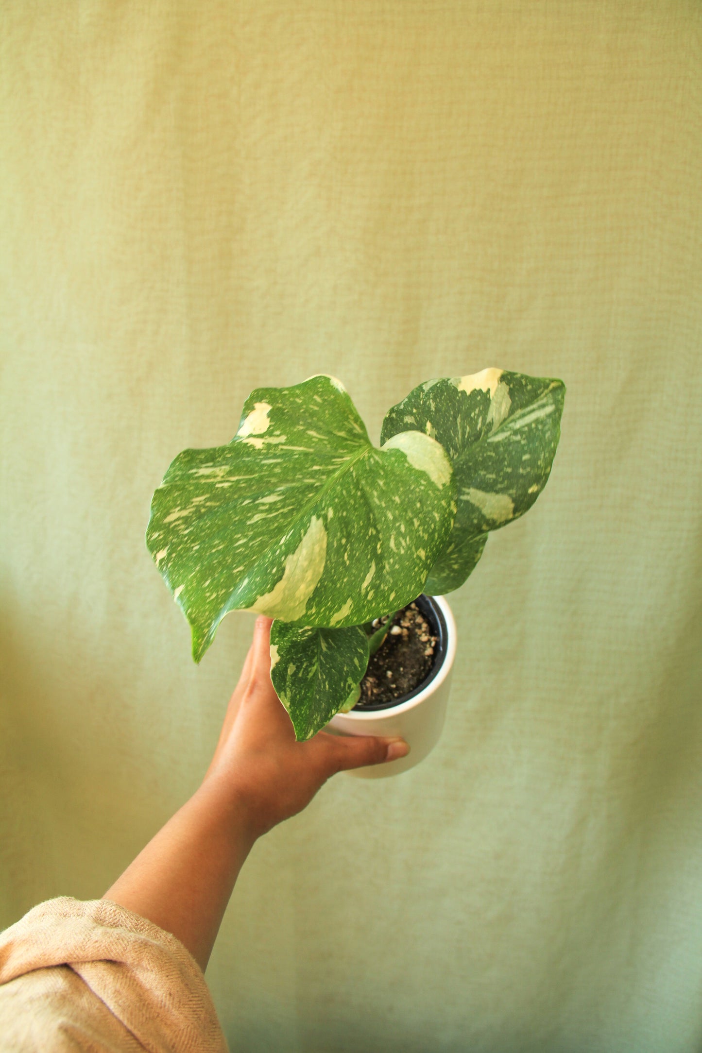 3.5”/4" Monstera Deliciosa 'Thai Constellation'