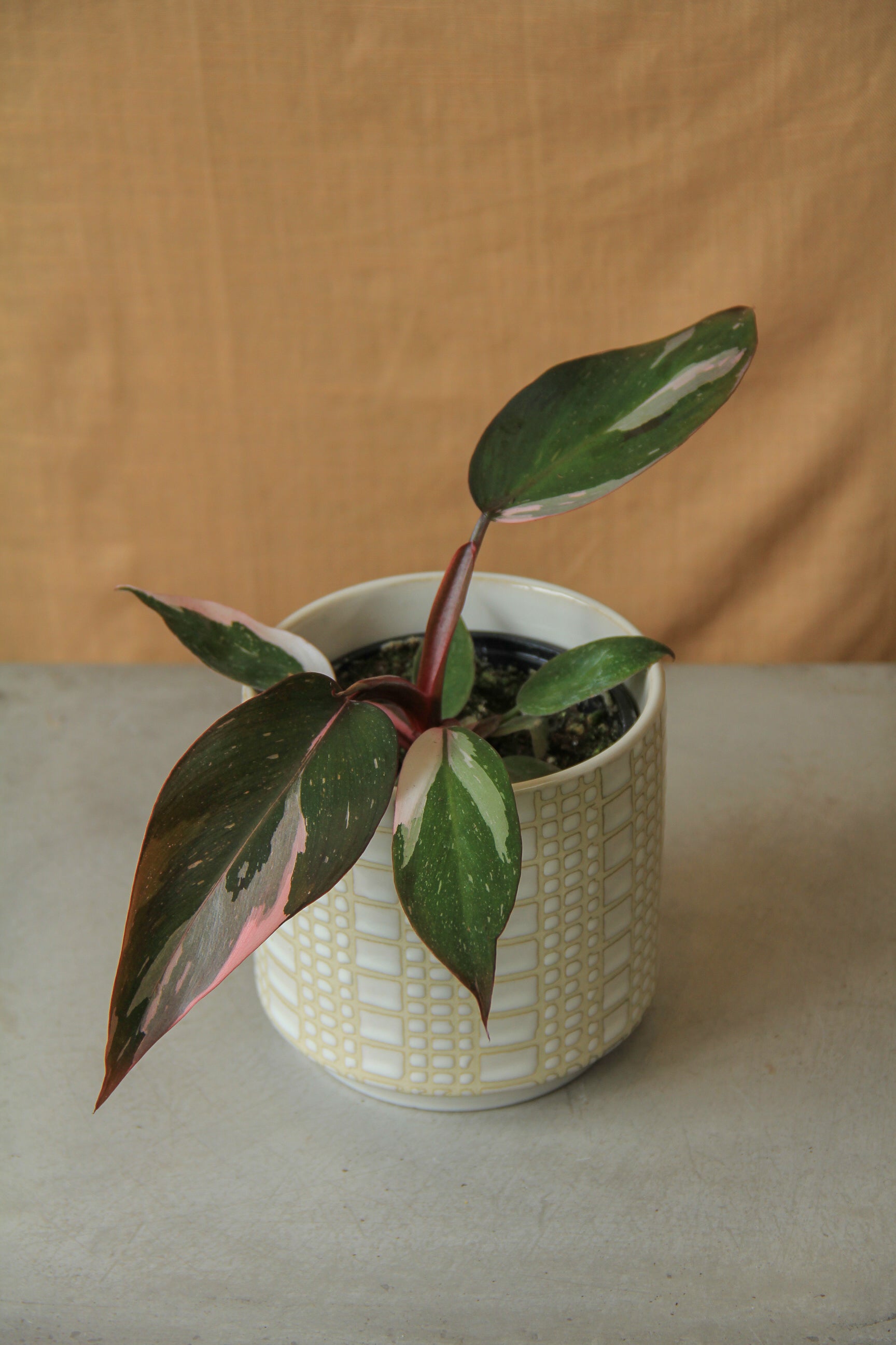 pink princess philodendron toronto Philodendron 'Pink Princess'