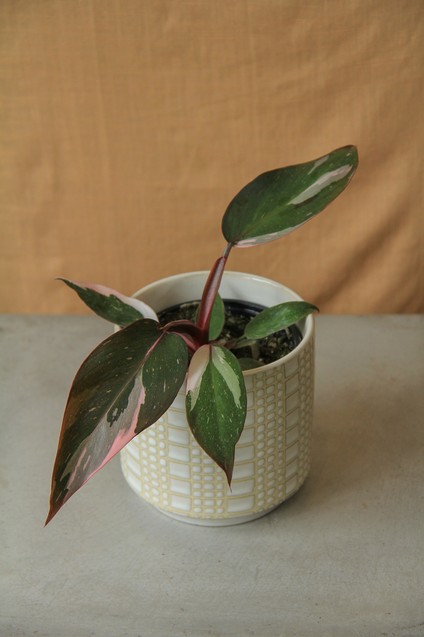 3.5" Philodendron 'Pink Princess'