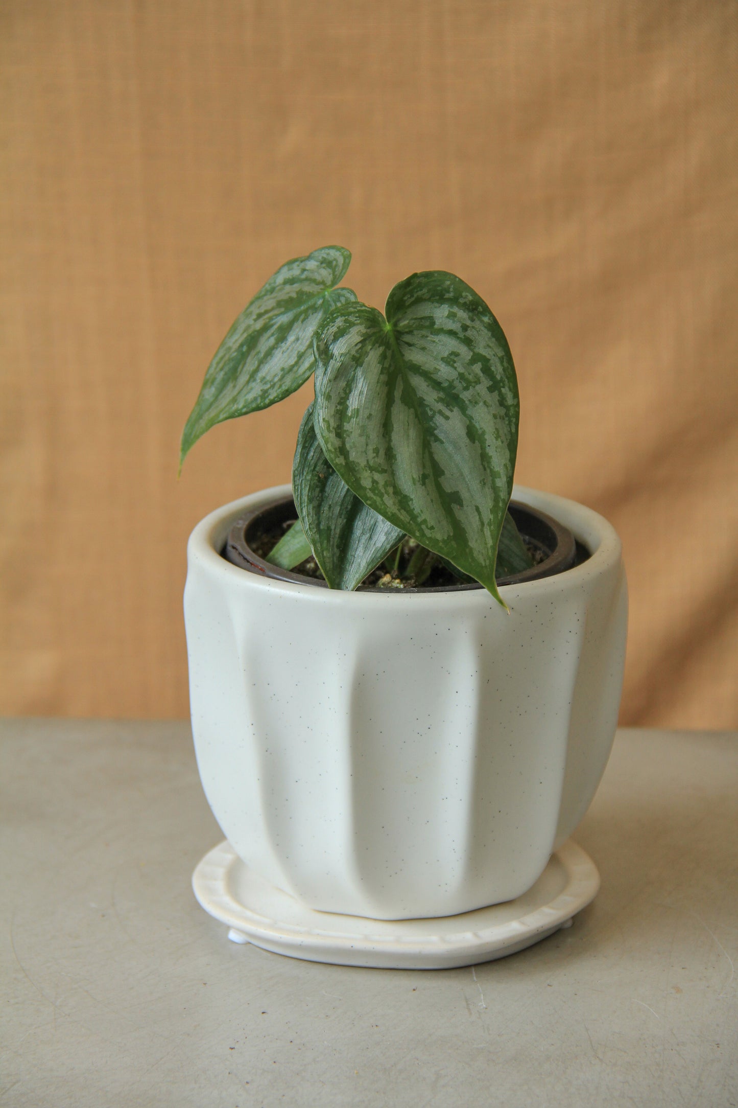 4" Philodendron Brandtianum