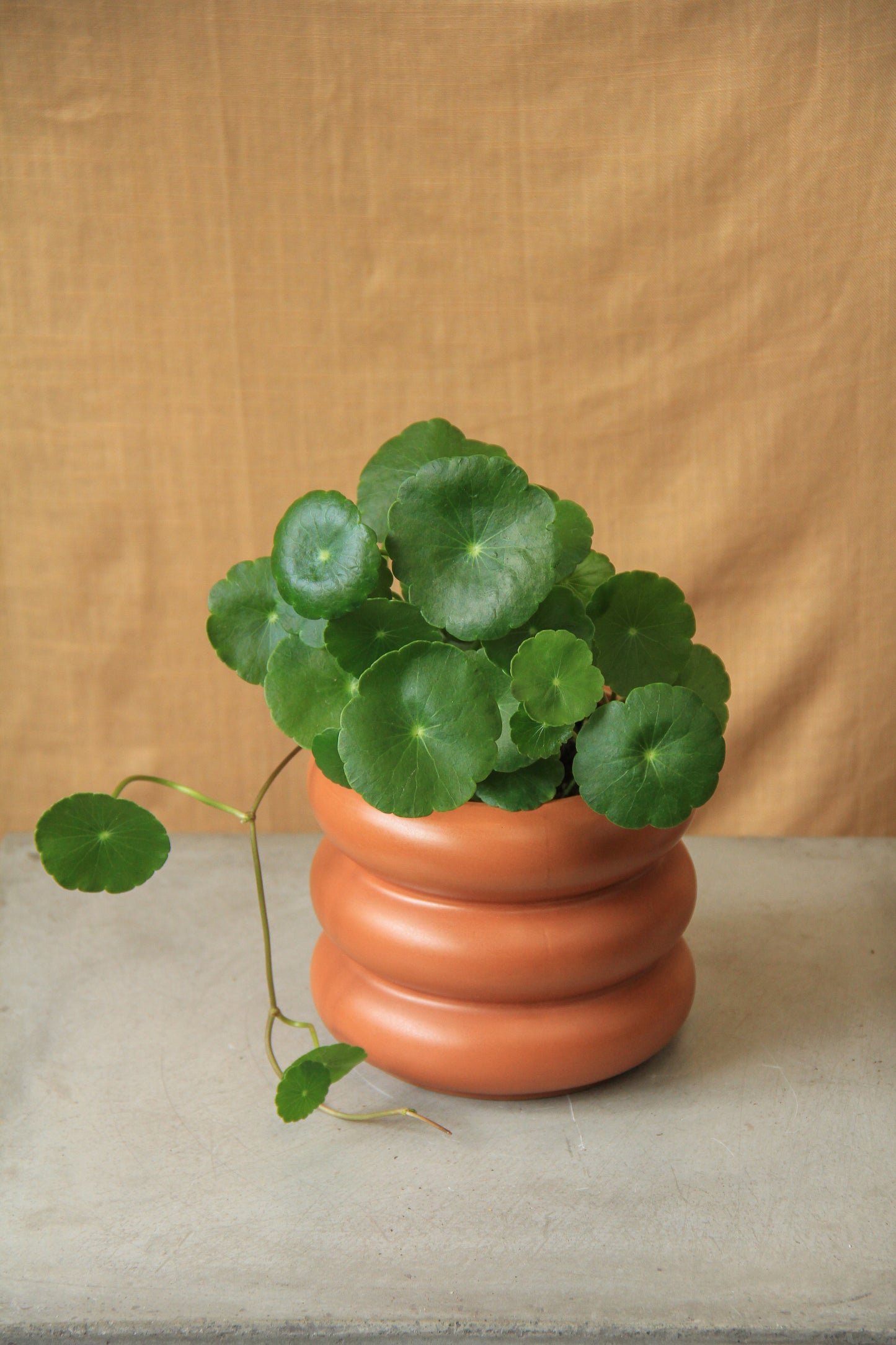 3.5" Marsh Pennywort