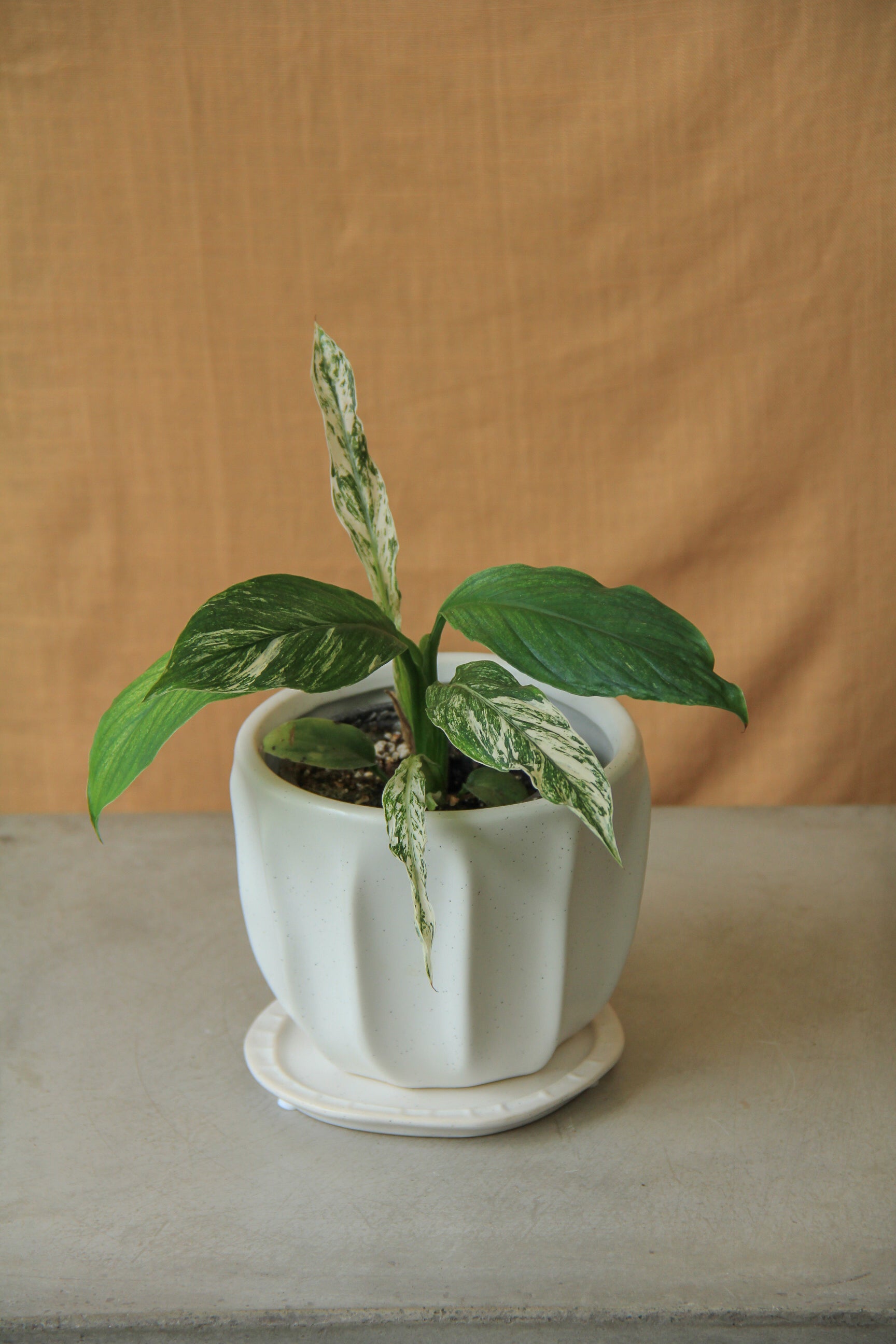 silver sensation peace lily 3.5" Variegated Spathiphyllum 'Sensation'