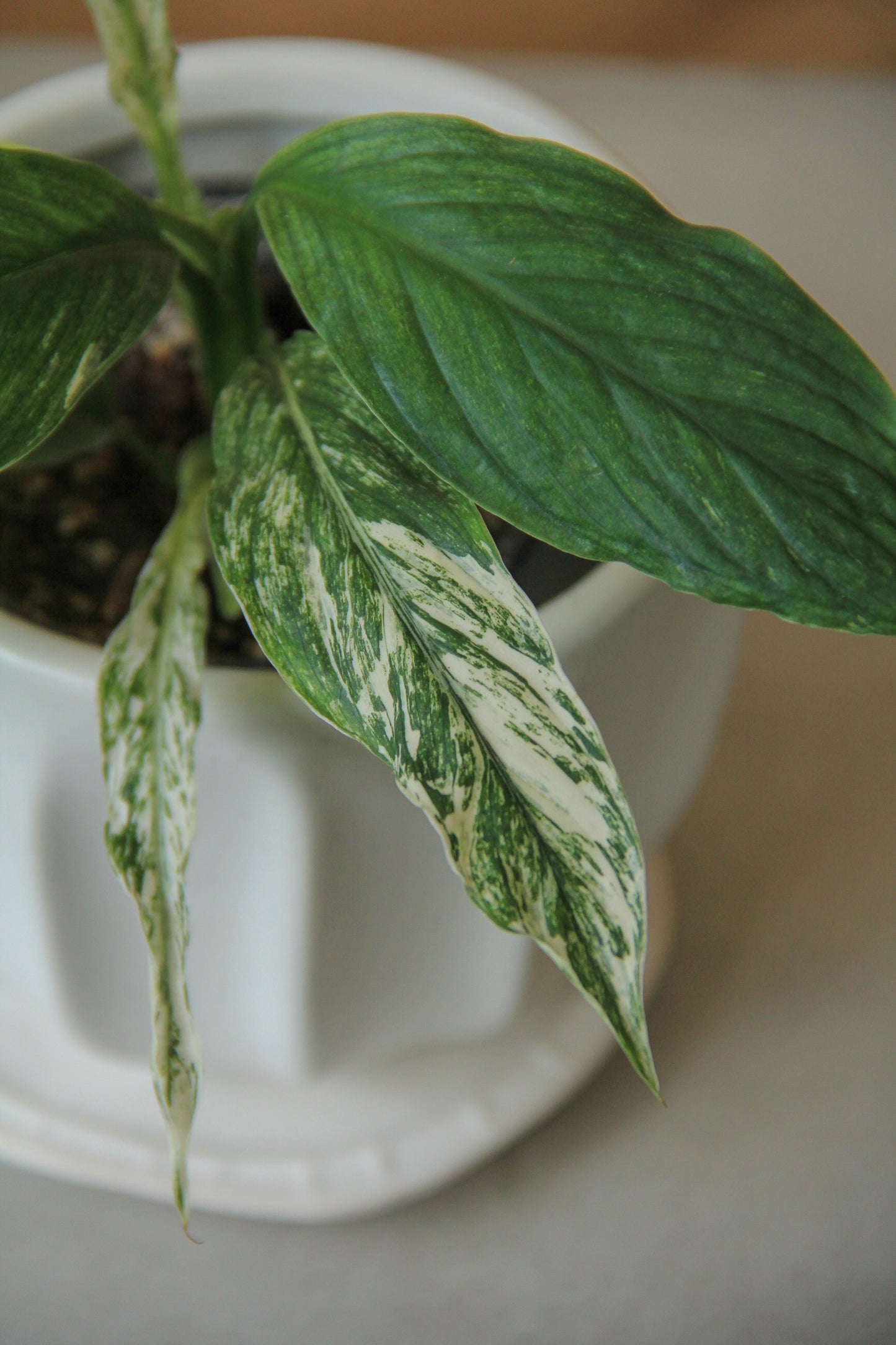 3.5" Variegated Spathiphyllum 'Sensation' - Peace Lily