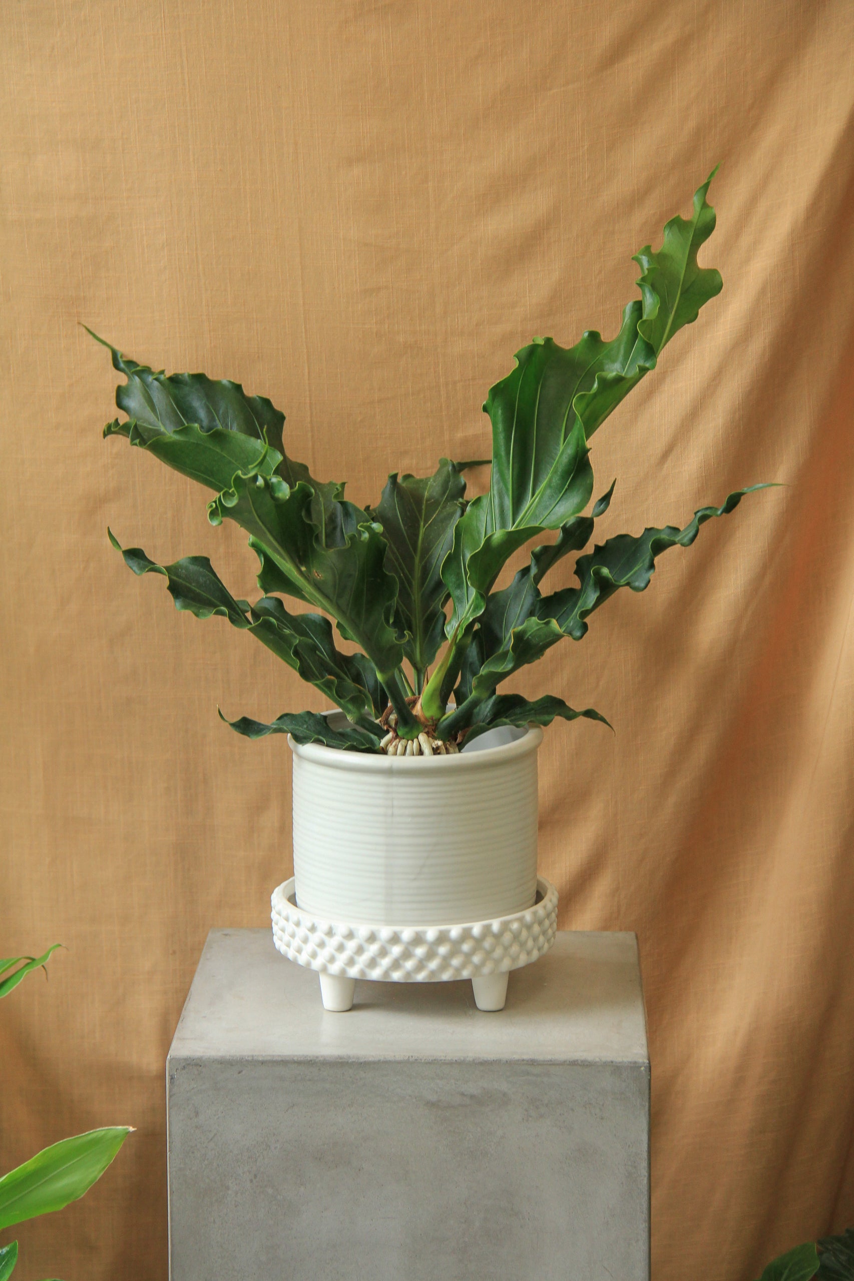 anthurium hookeri bloom 6" Anthurium Hookeri – In Bloom Flower Shop