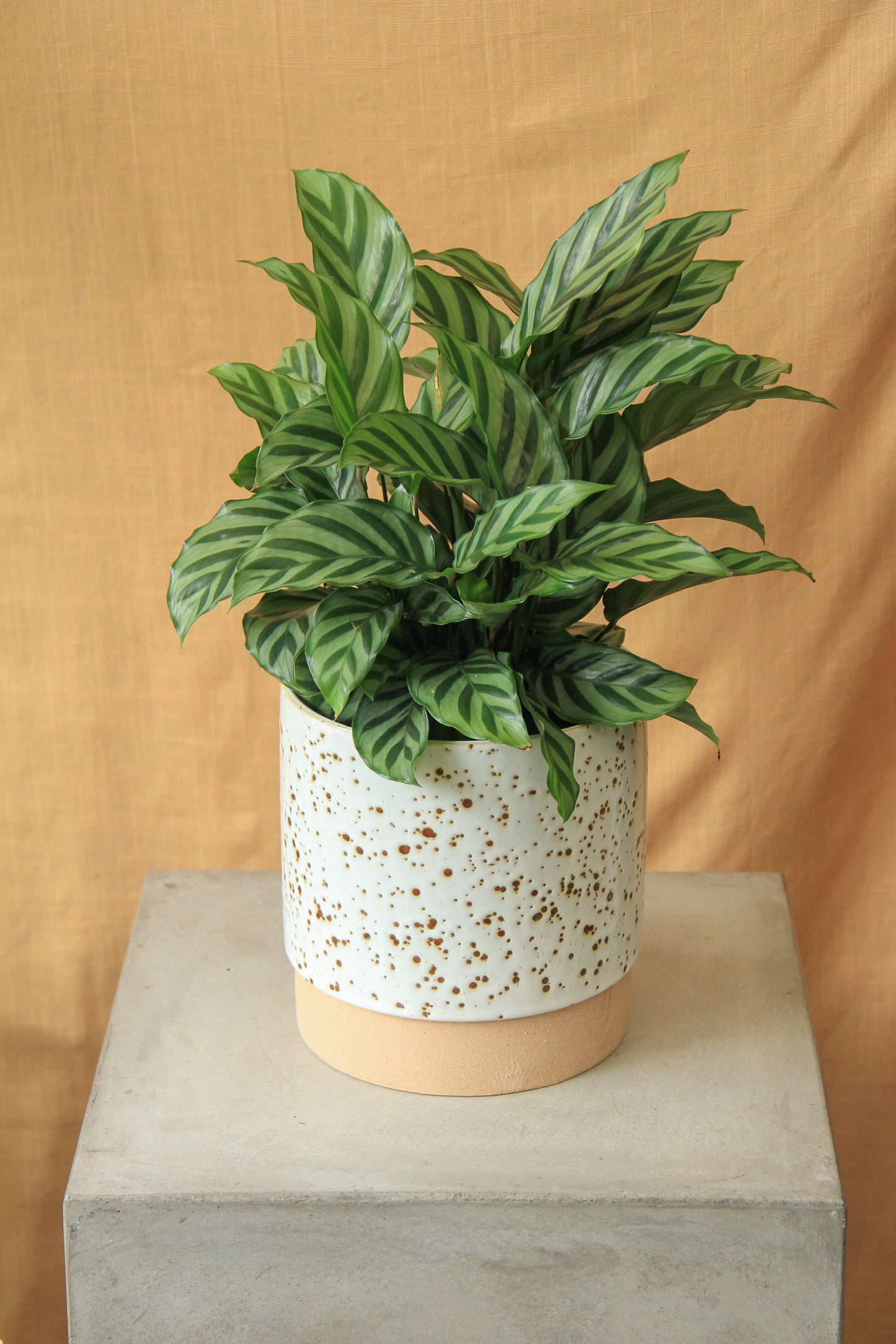 6" Calathea 'Freddie'