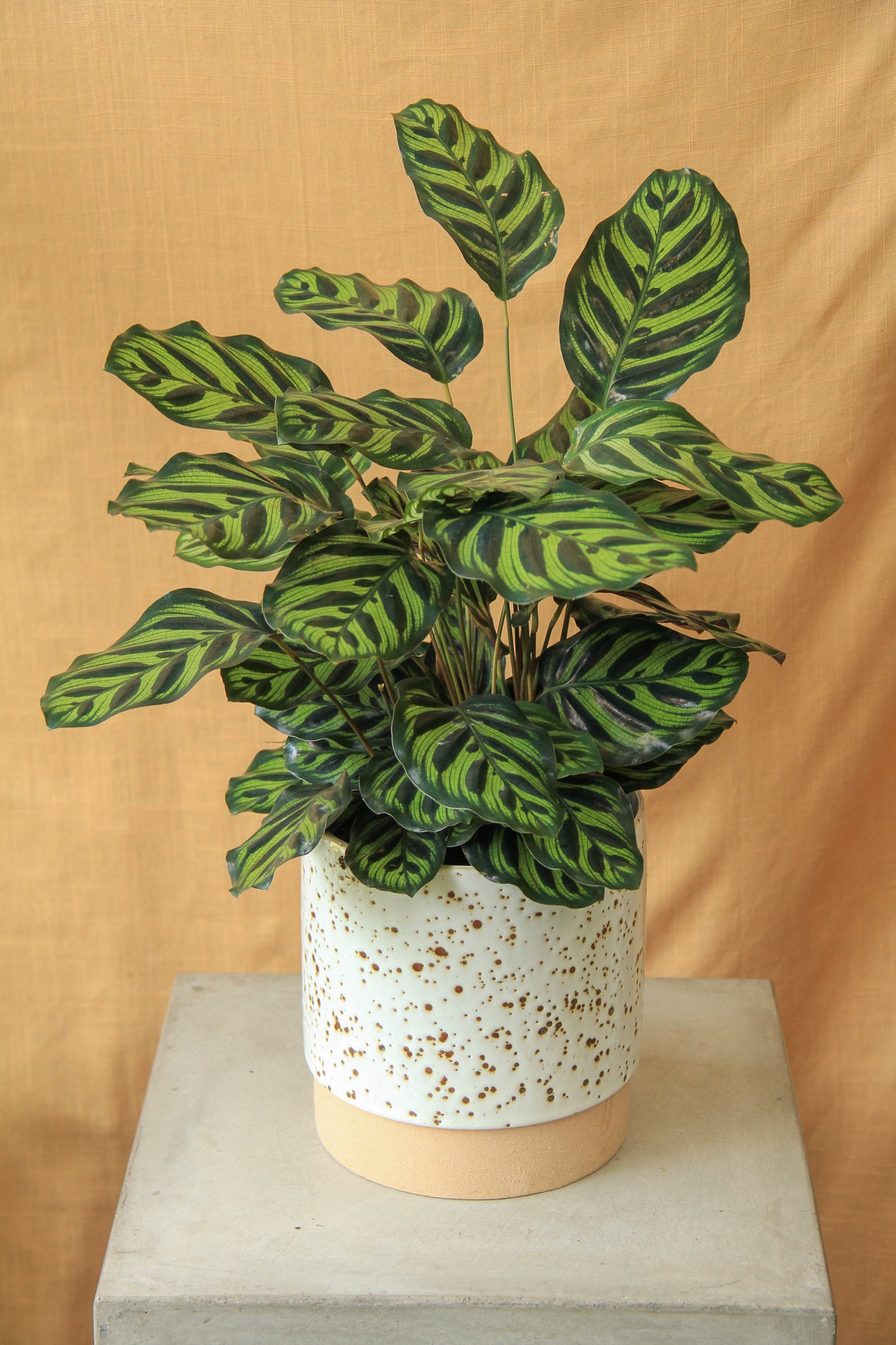 6" Calathea Makoyana