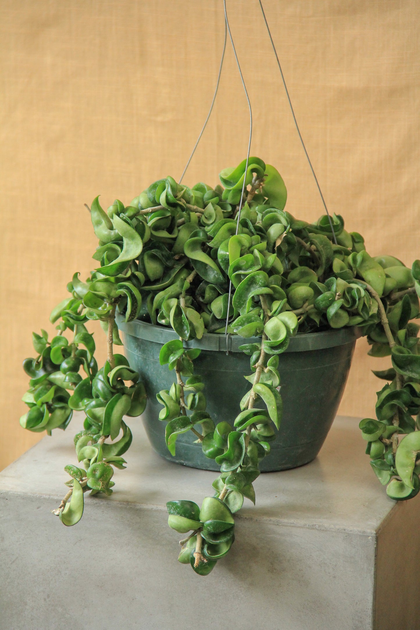 8" Hoya Carnosa 'Compacta' (Hindu Rope) hanging basket