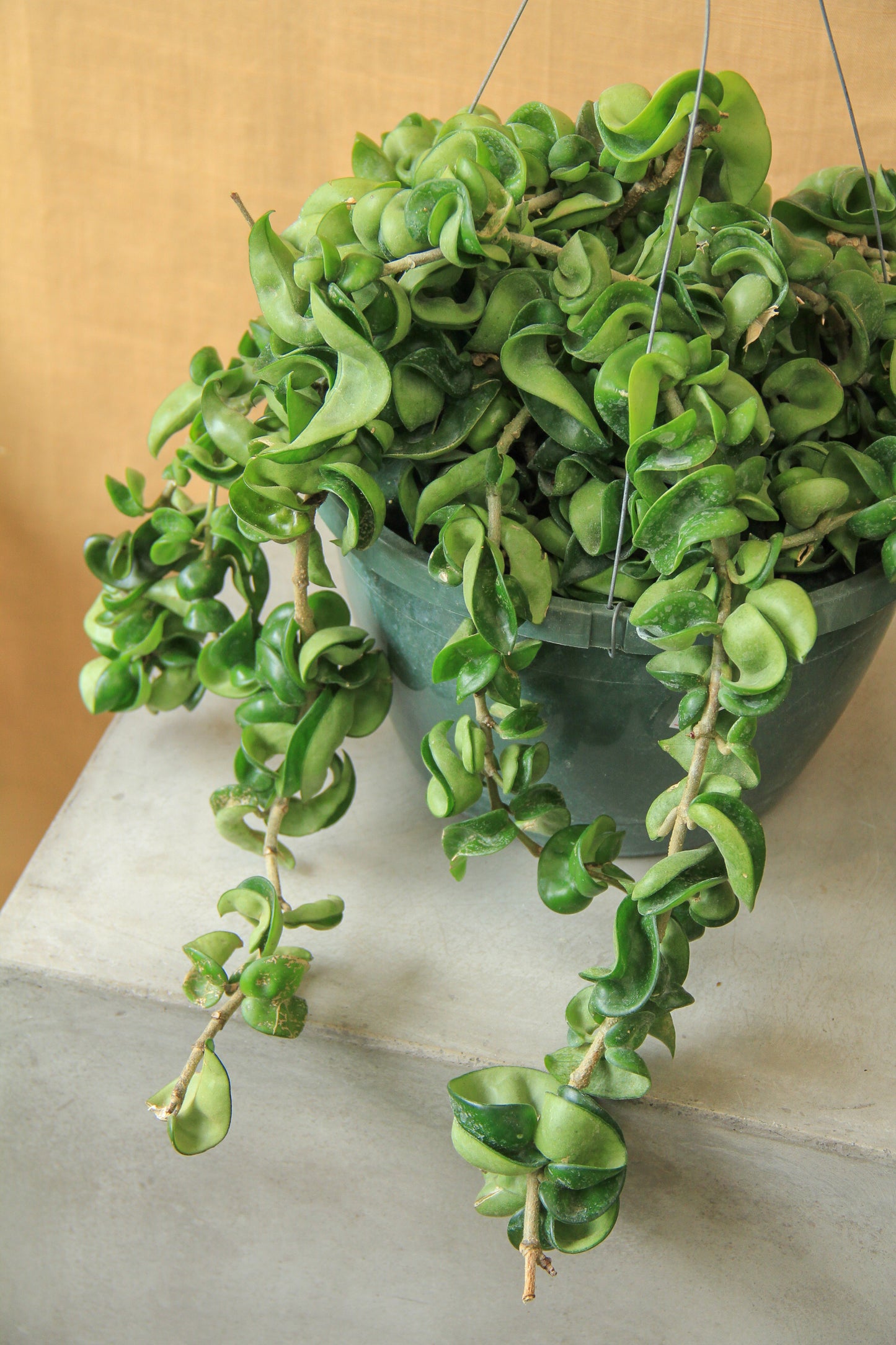 8" Hoya Carnosa 'Compacta' (Hindu Rope) hanging basket