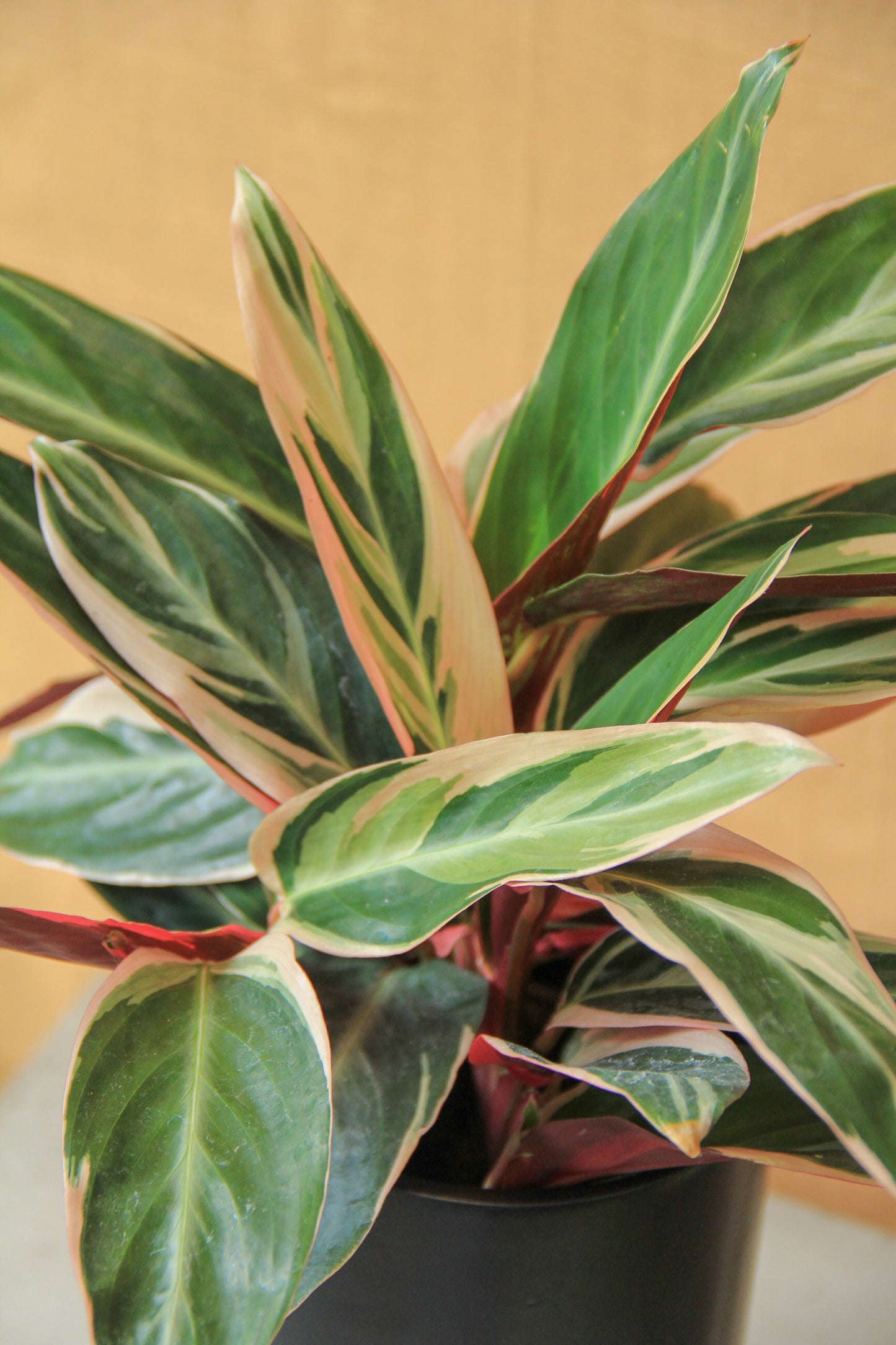 4"/6” Stromanthe 'Triostar'