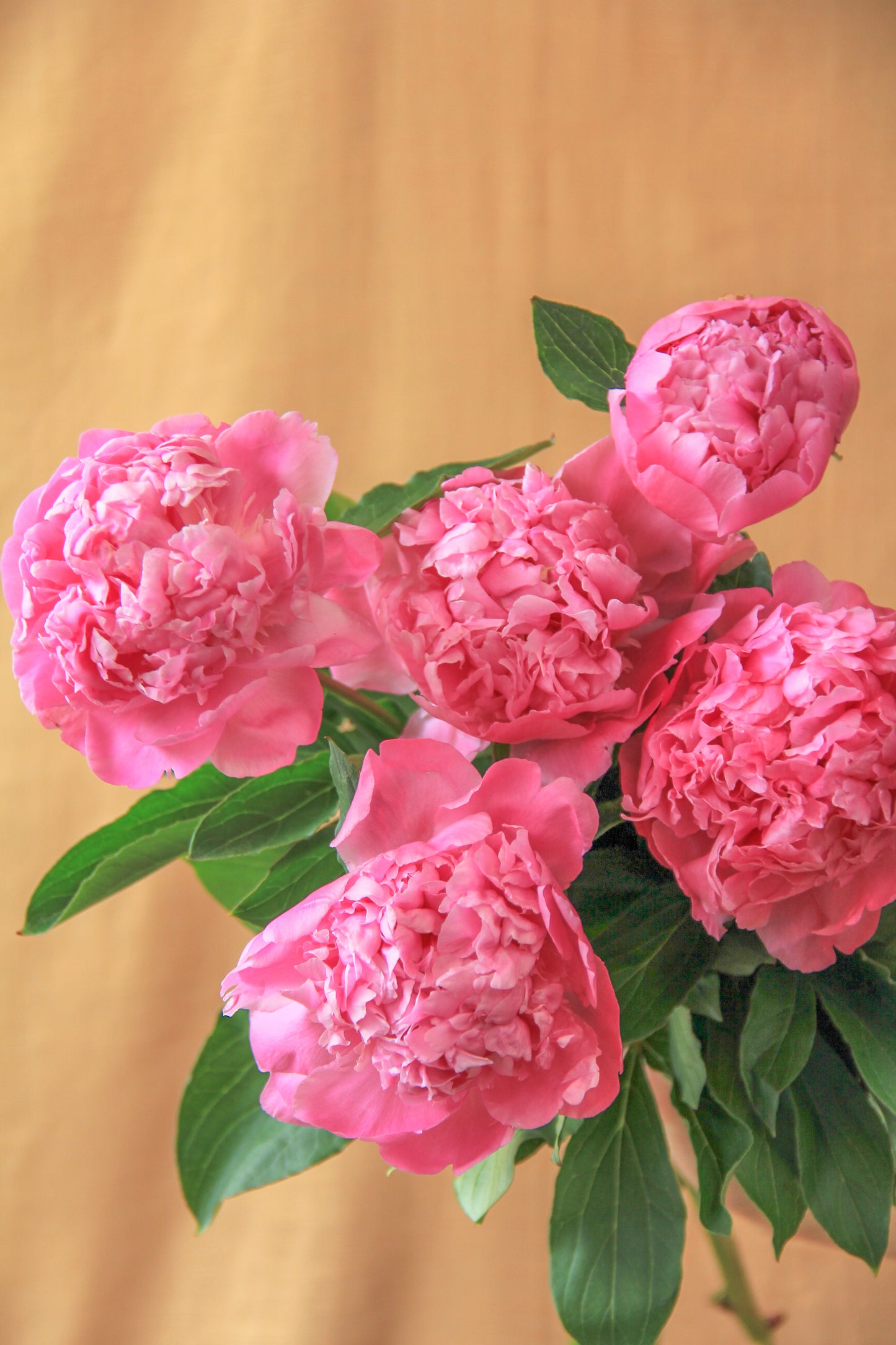 Peony Bunch