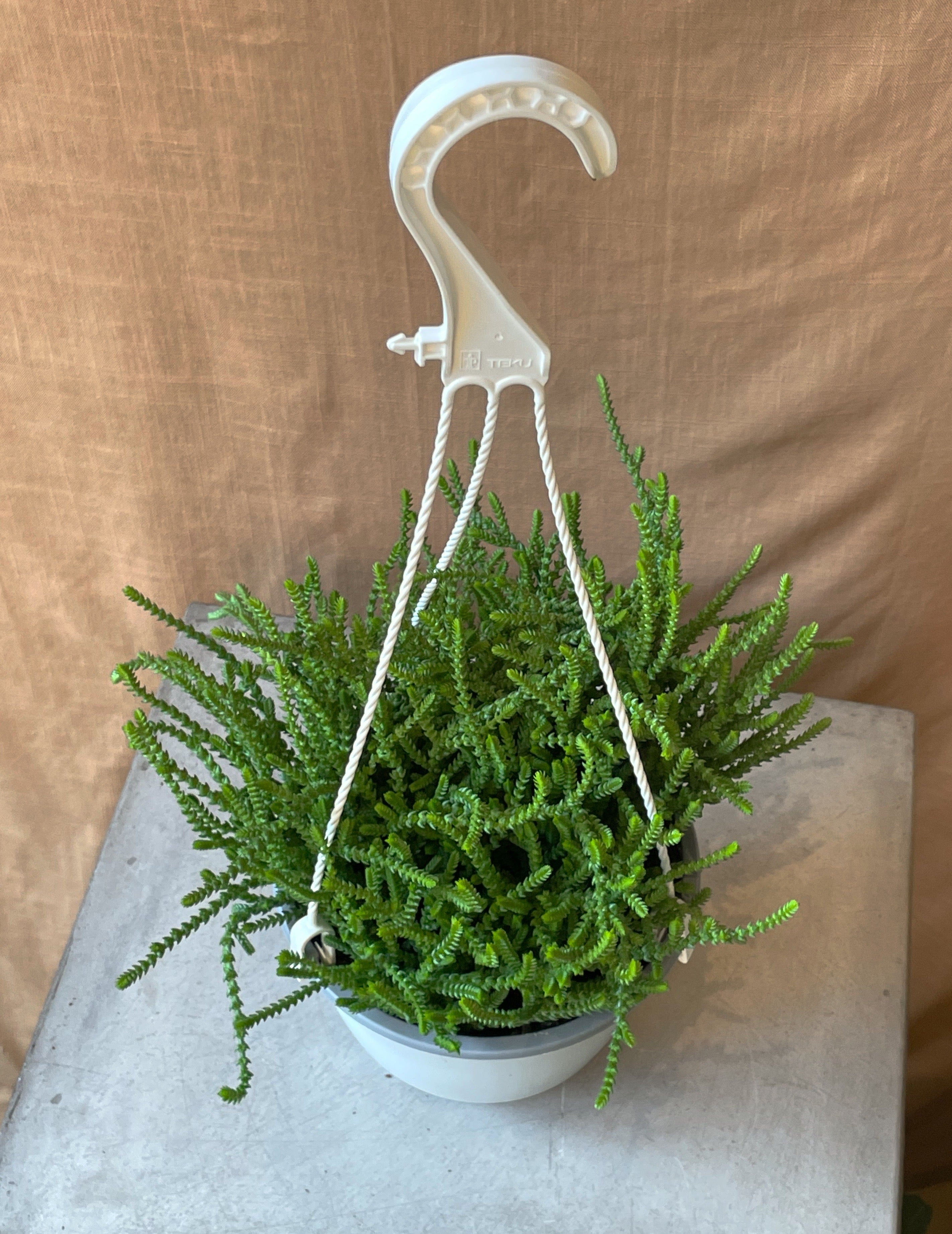 crassula hanging plant 6" Rattail Crassula Hanging Basket – In Bloom Flower Shop