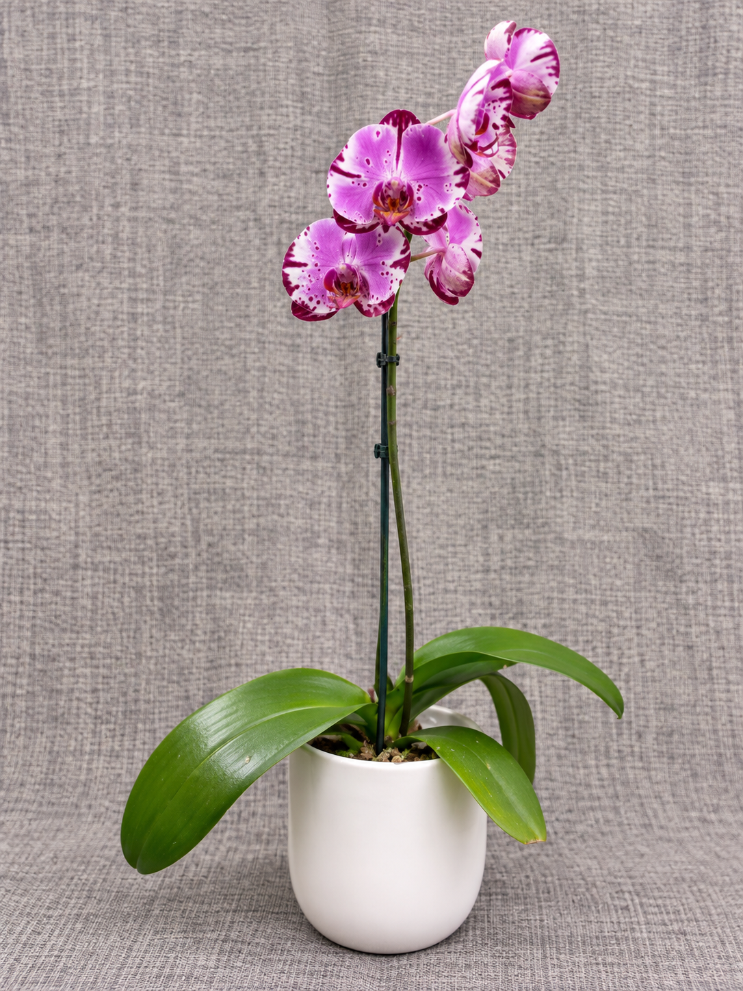 4" Single stem Phalaenopsis Orchid