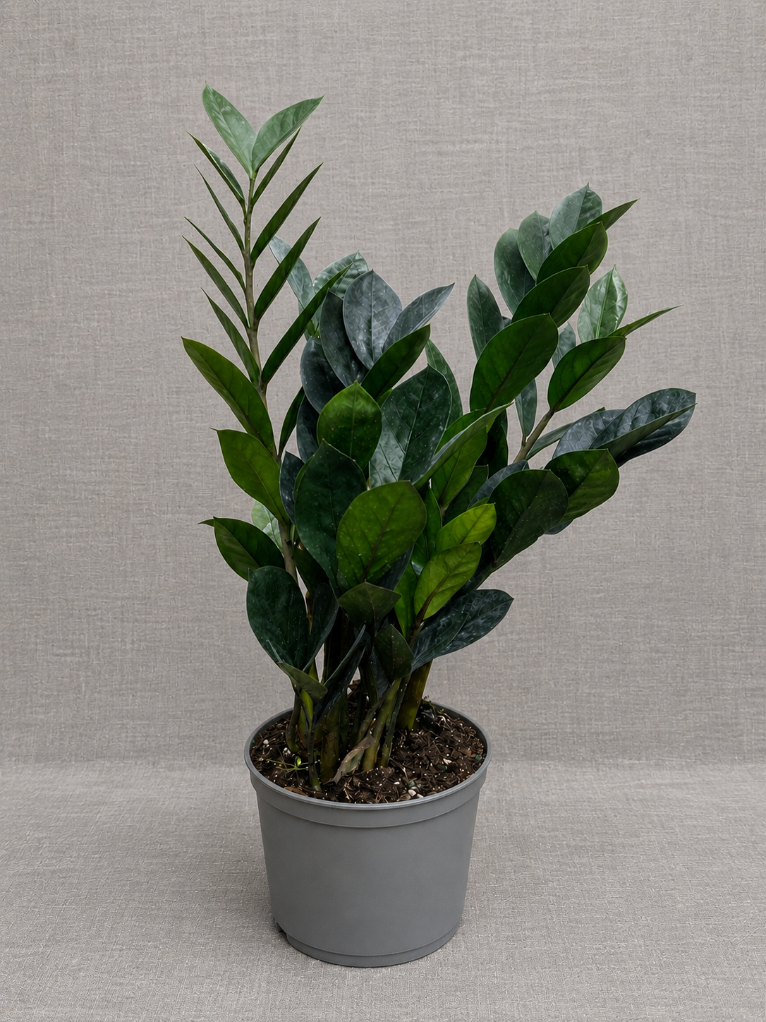Raven ZZ Plant