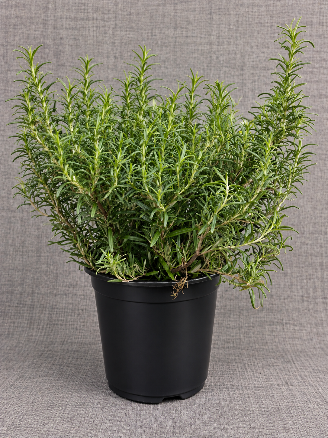 10” Rosemary