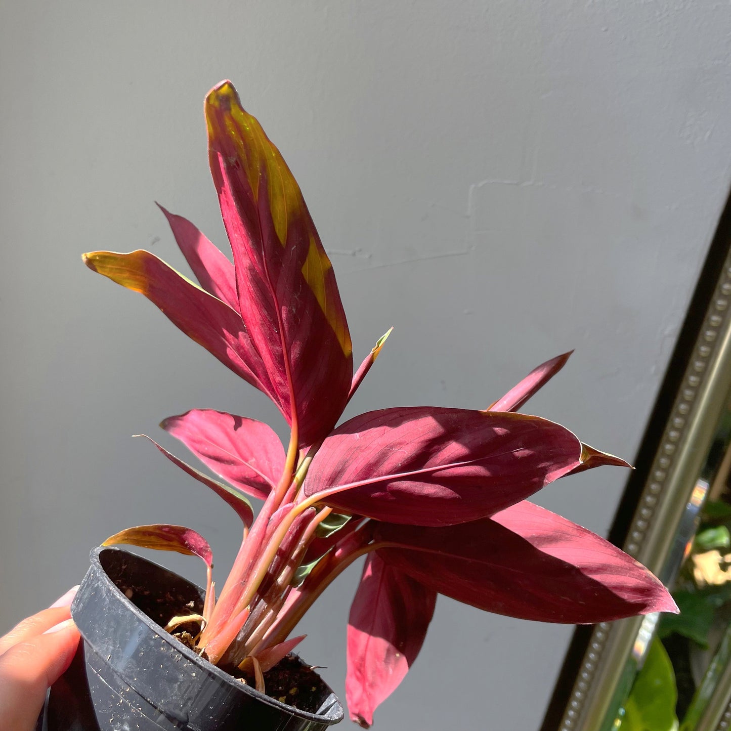 3.5" Stromanthe sanguinea