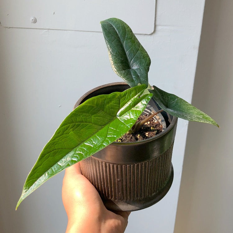 3.5" Alocasia Scalprum