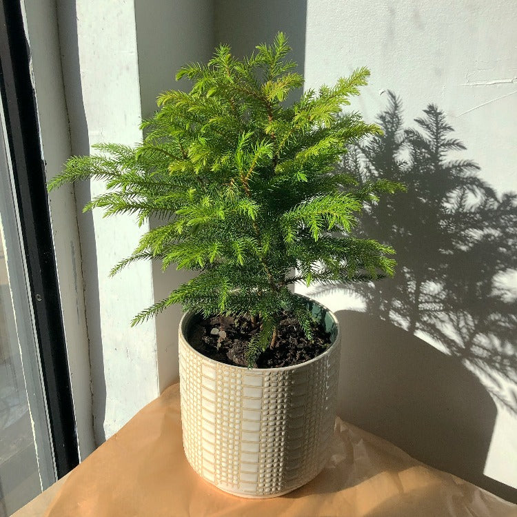 4"/6" Norfolk Pine