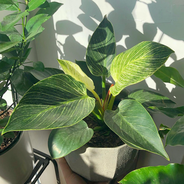 6" Philodendron 'Birkin'