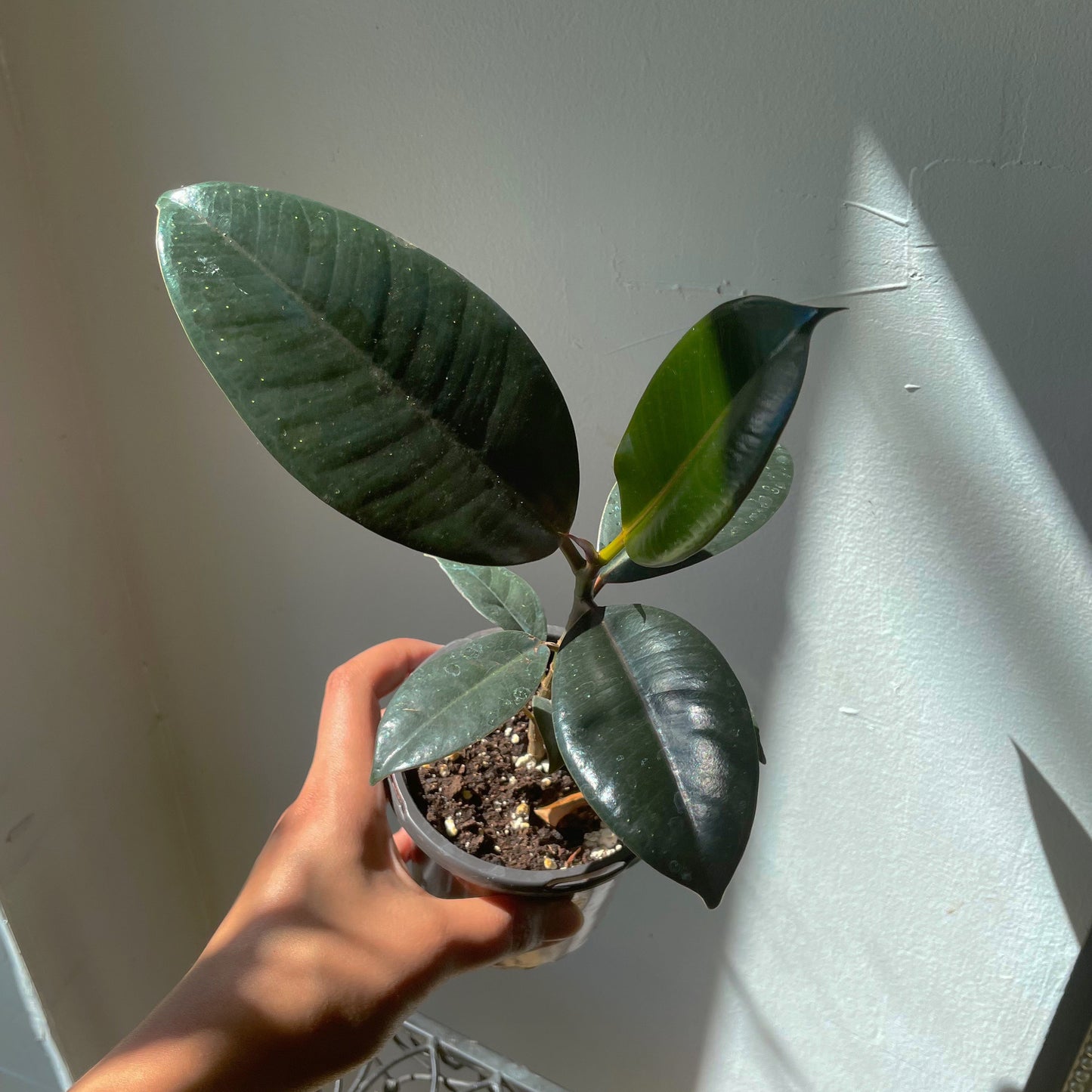 3.5" Ficus elastica 'Shivereana' (Black)