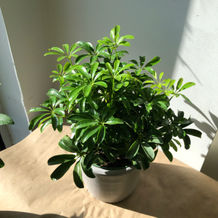 6" Umbrella Plant