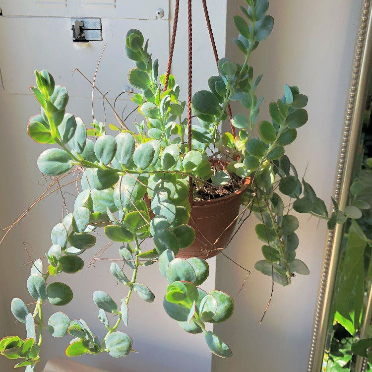 kalanchoe hanging plant 6" Kalanchoe Marnieriana Hanging Basket – In Bloom Flower Shop