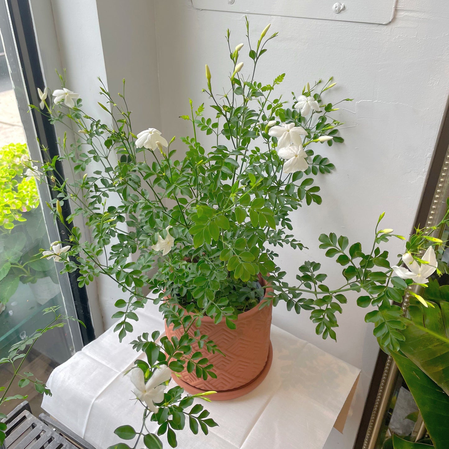 6"/10” Jasmine