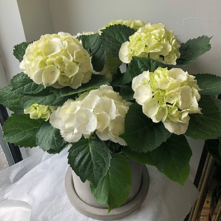 Potted Hydrangea