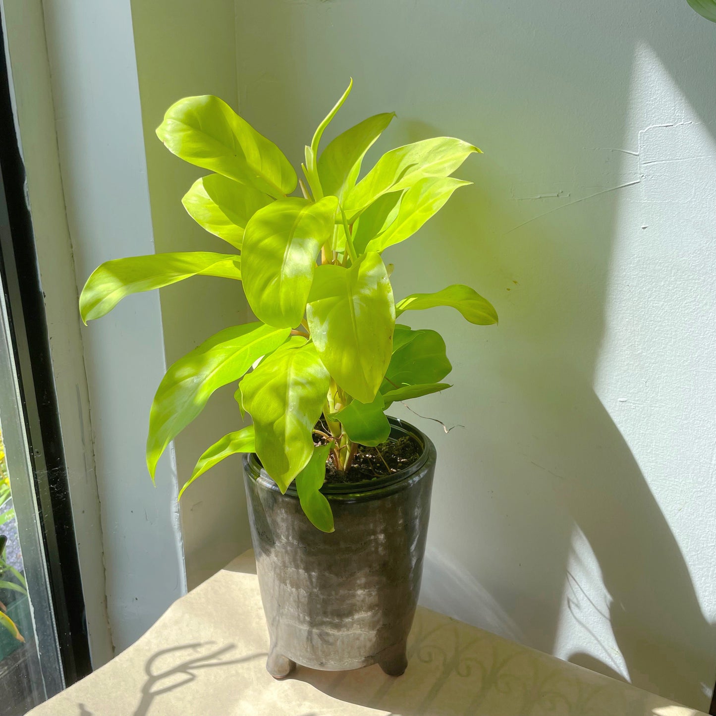 5.5"/6.75" Rohini Pot