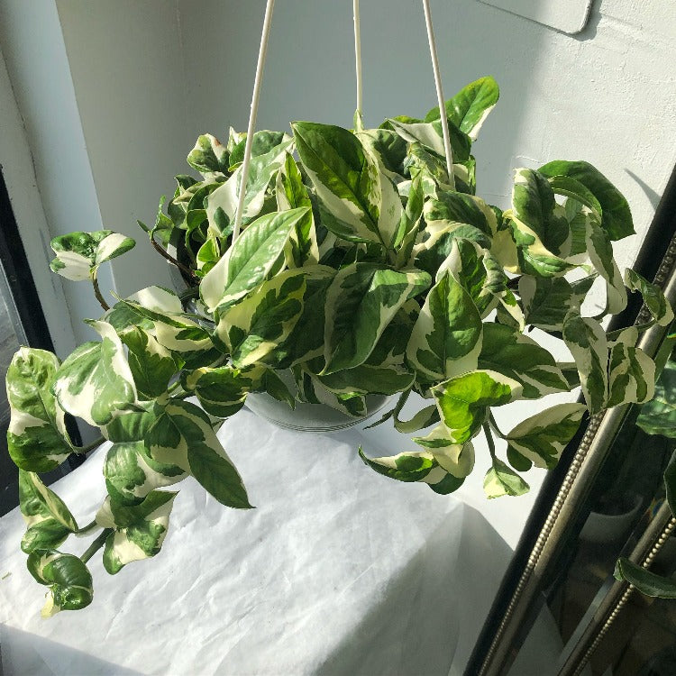 3.5”/6”/8" Pothos N'Joy