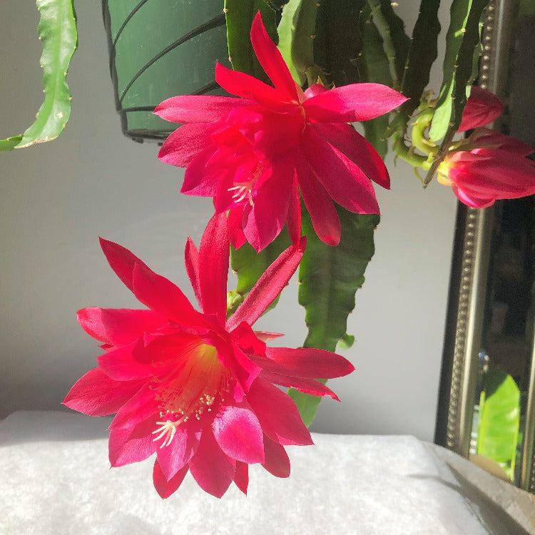 cactus hanging plant with flowers 8" Orchid Cactus Hanging Basket – In Bloom Flower Shop