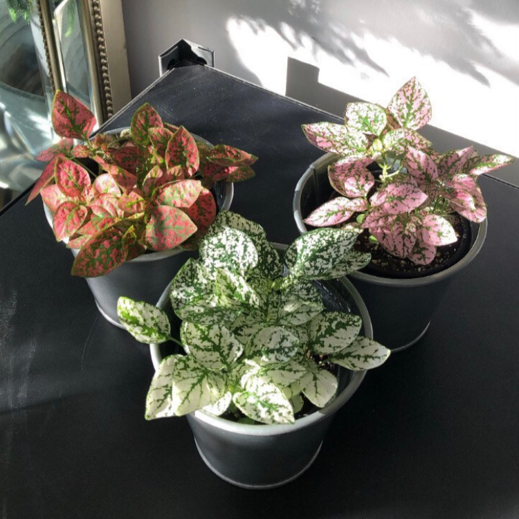 3.5" Polka Dot Plant