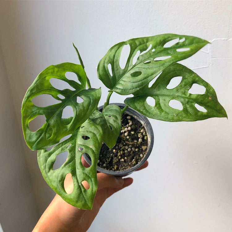 3.5"/5” Monstera adansonii (Swiss cheese vine)