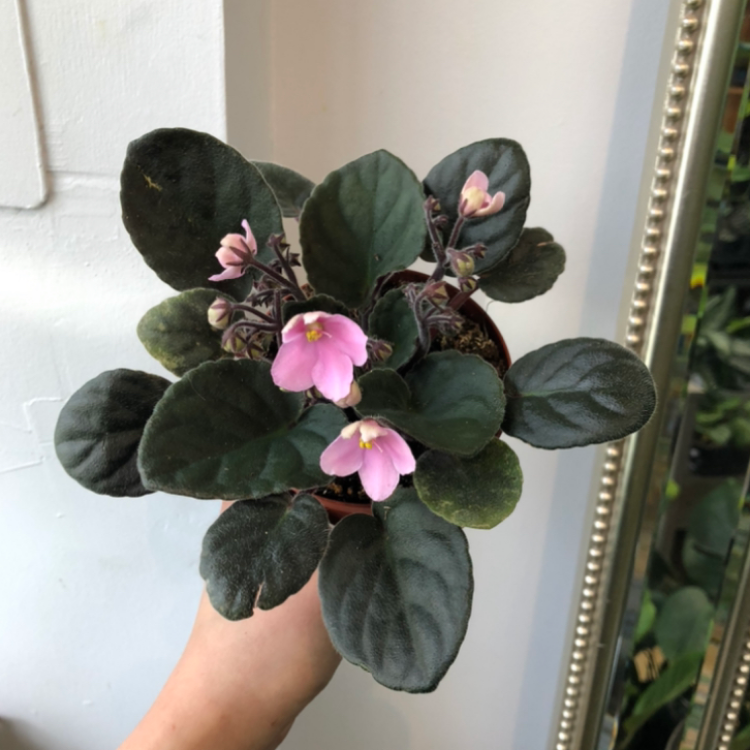 4" African Violet