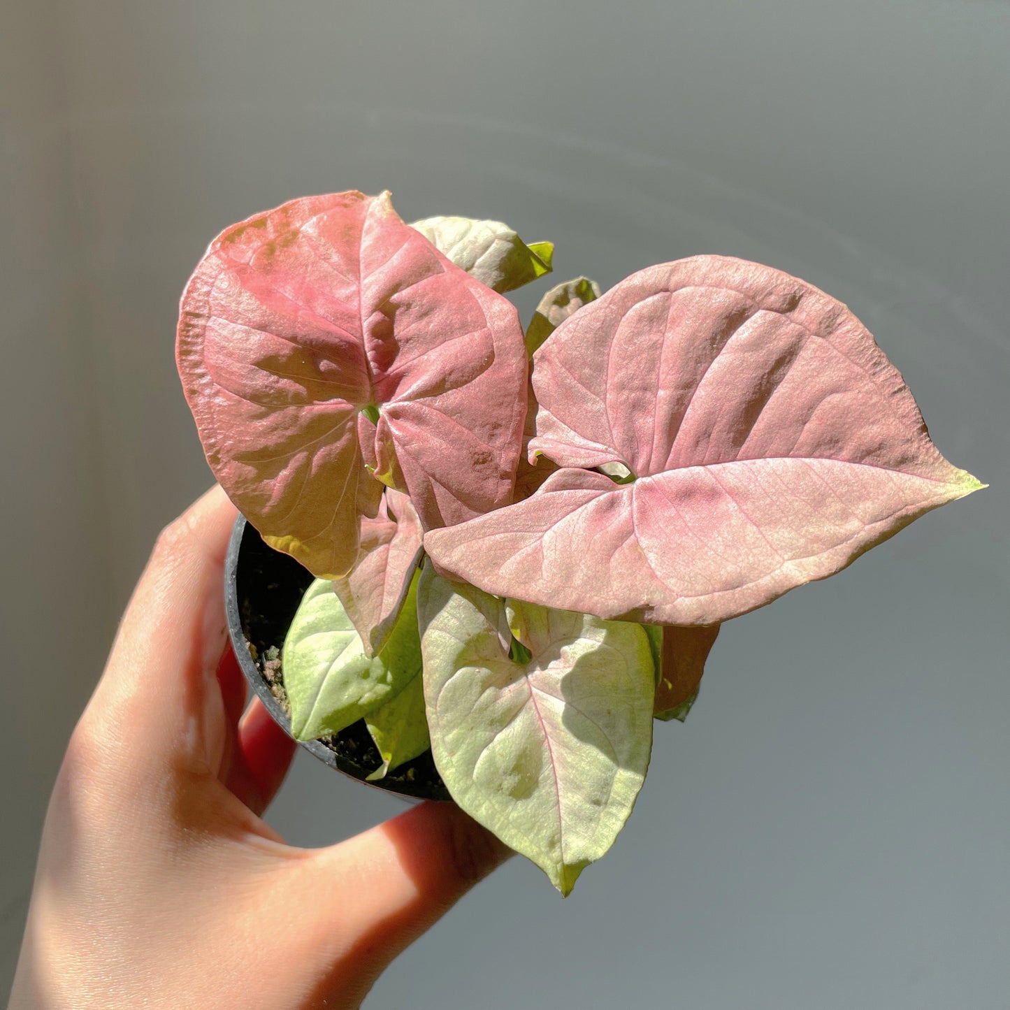 3.5" Syngonium robusta