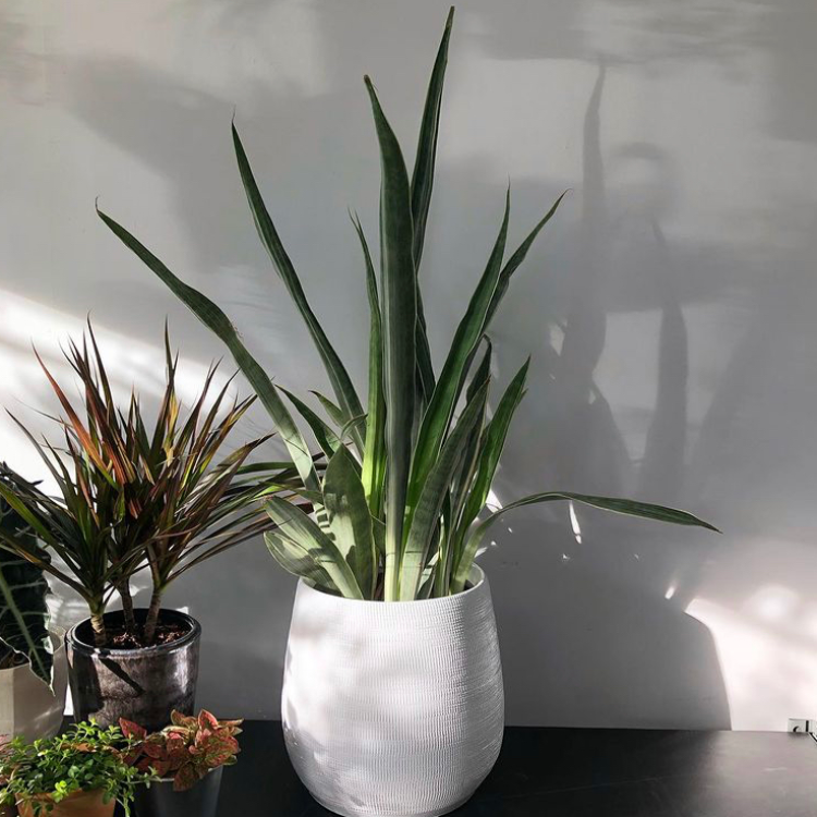 8" Sansevieria 'Sayuri'