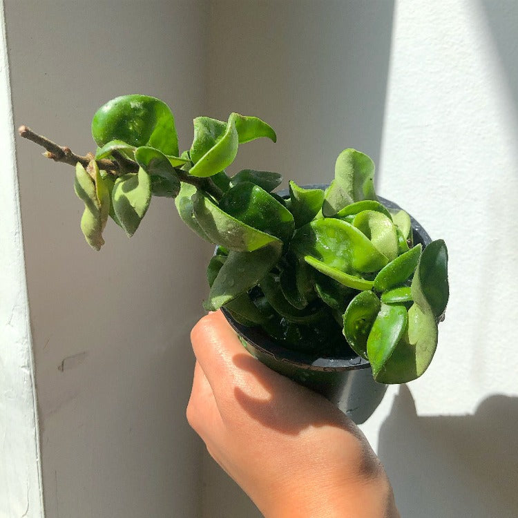 4" Hoya Carnosa 'Compacta' - Hindu Rope