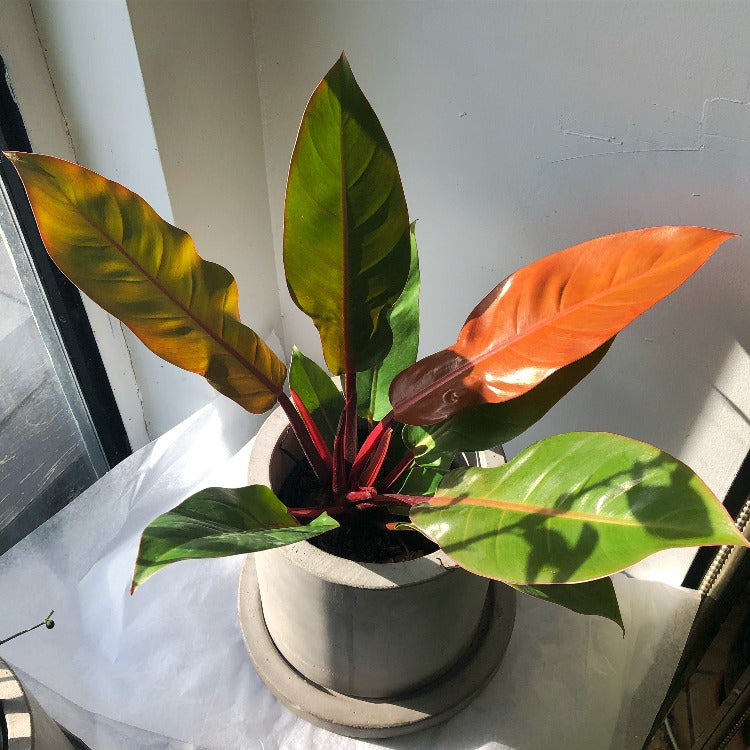 6" Philodendron 'Prince of Orange'