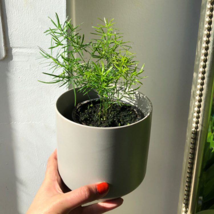3.5" Asparagus Fern