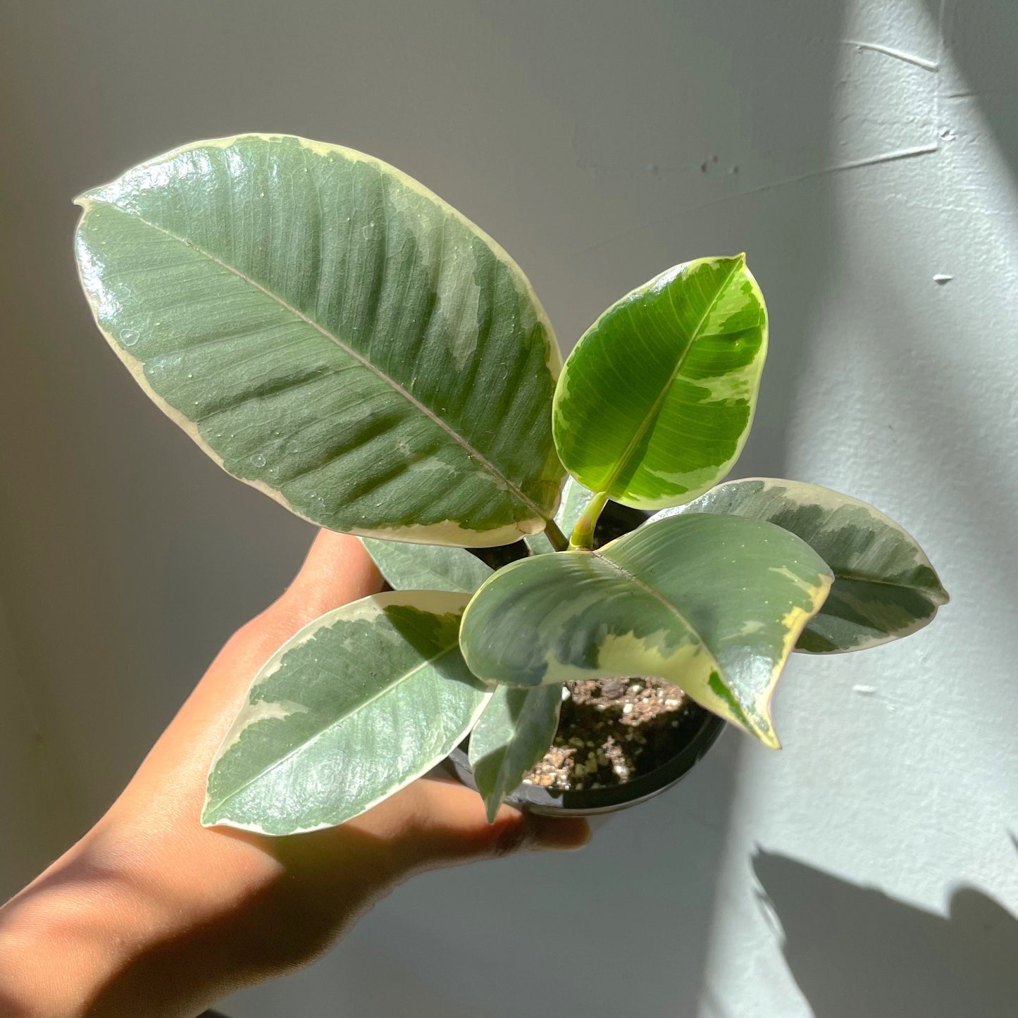 3.5" Ficus elastica 'Shivereana' (Tricolour)
