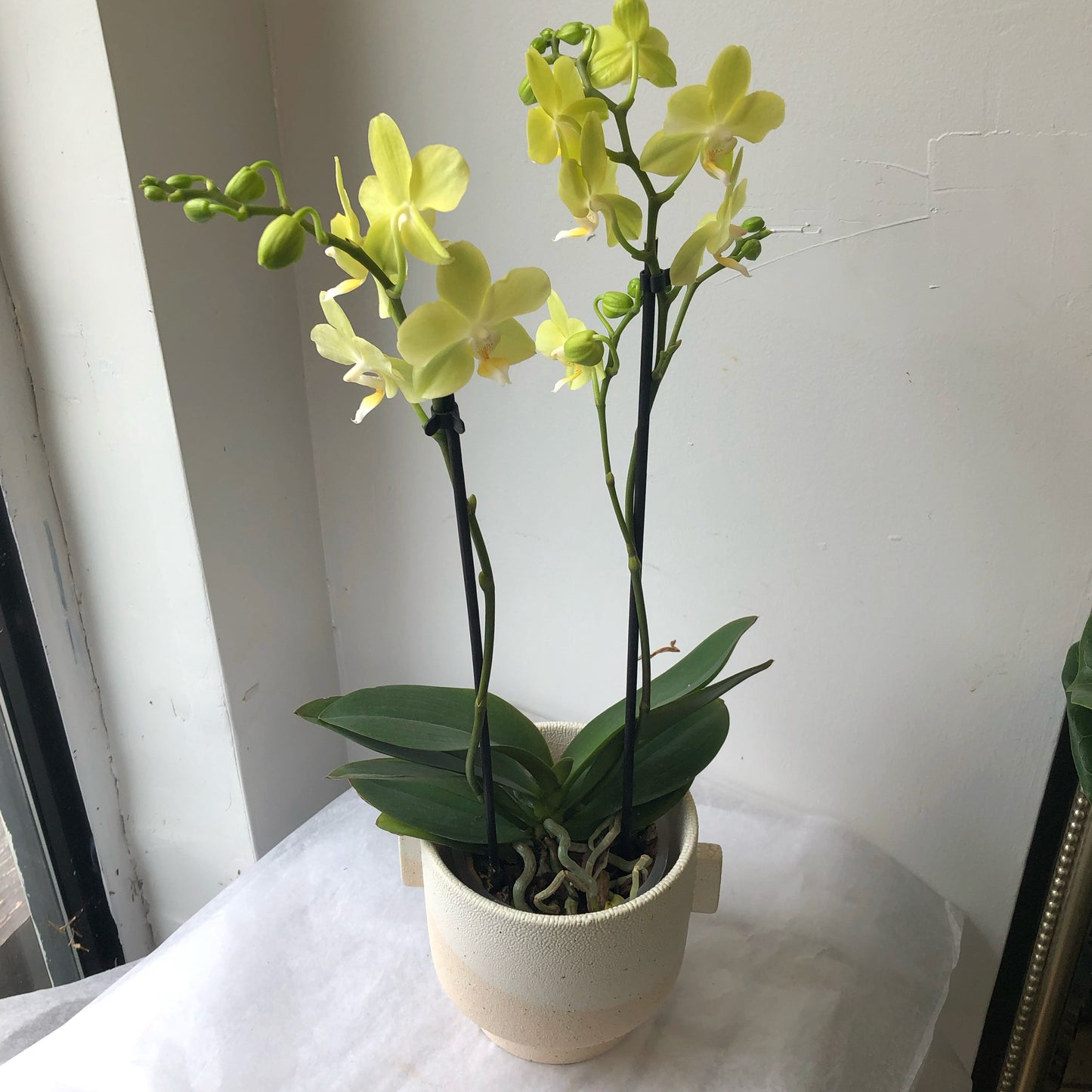 Orchid - Phalaenopsis 3.5”/5”