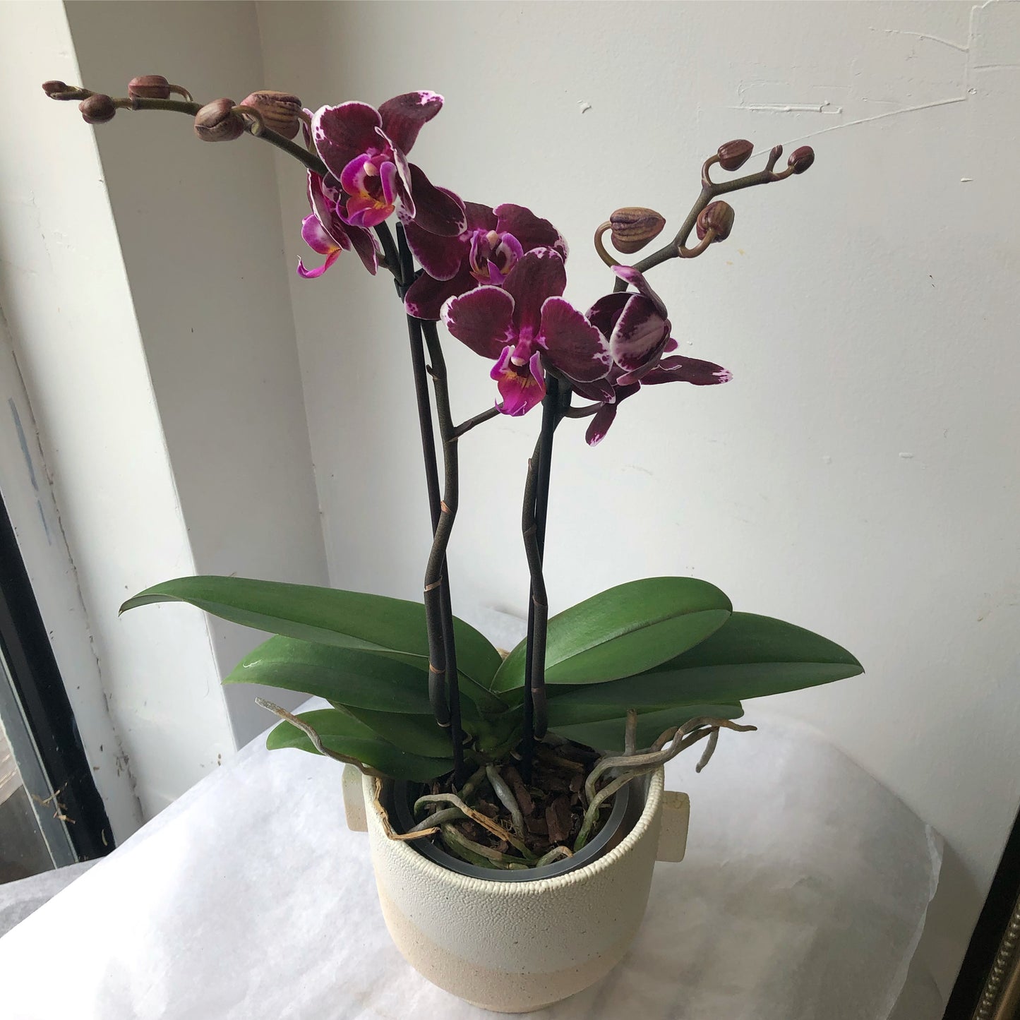 Orchid - Phalaenopsis 3.5”/5”