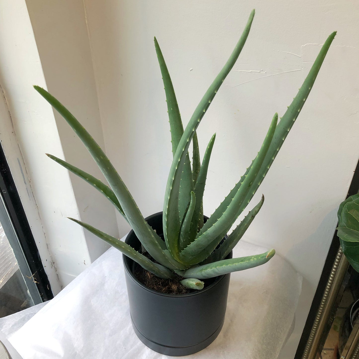 4”/6” Aloe Vera