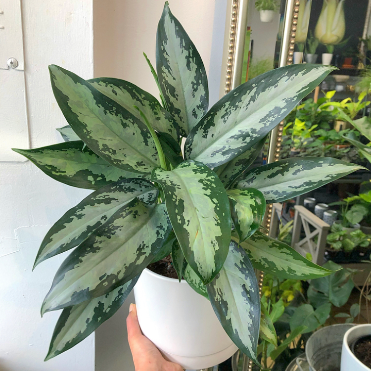 aglaonema jubilee 6" Aglaonema 'Jubilee' – In Bloom Flower Shop