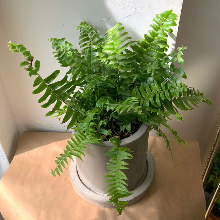 6" Macho Fern