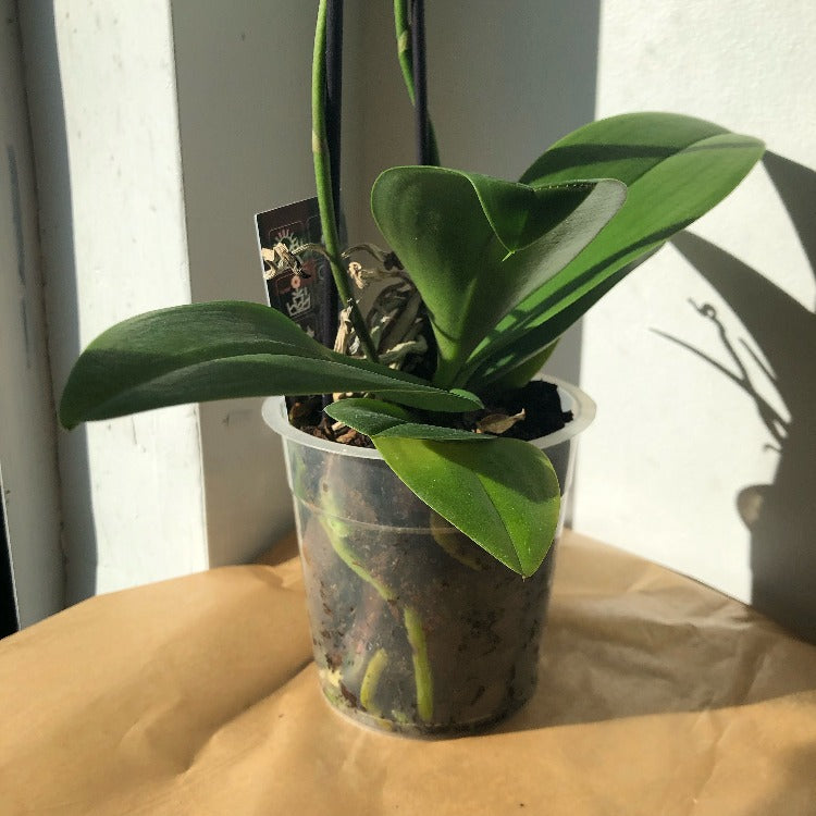 Orchid - Phalaenopsis 3.5”/5”
