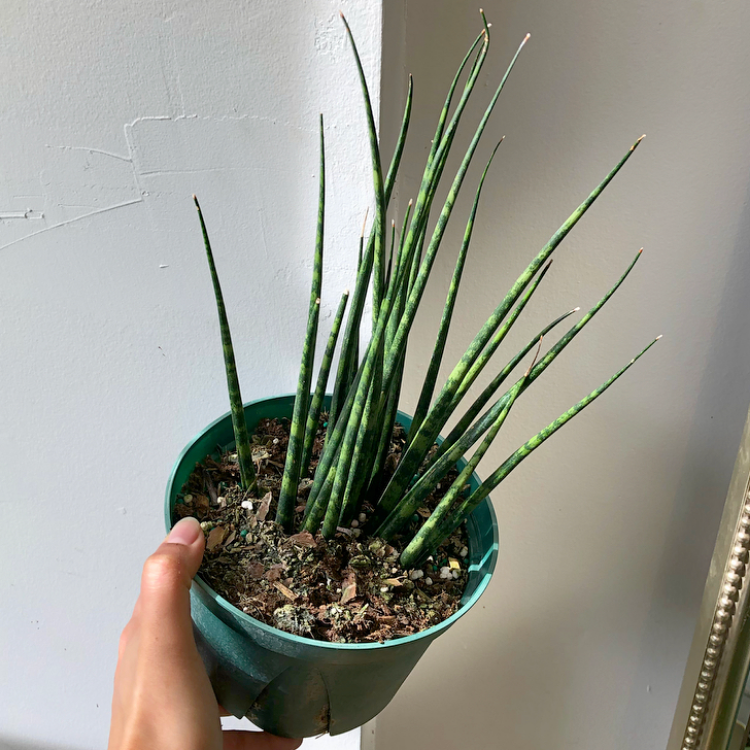Snake plant, sansevieria 'Fernwood'