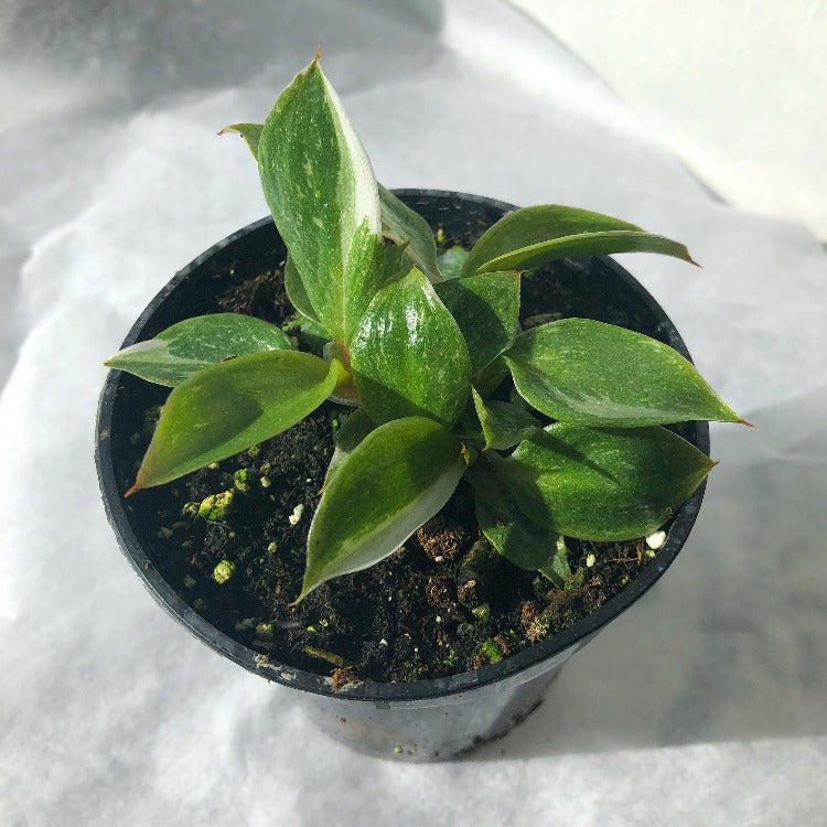 3.5" Philodendron 'White Knight' *RARE*